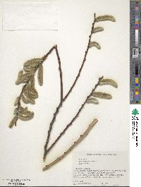 Salix hukaoana image