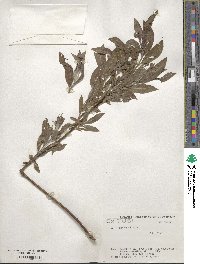 Salix hukaoana image