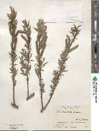 Salix hukaoana image