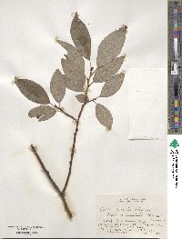 Salix caprea image