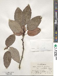 Salix caprea image