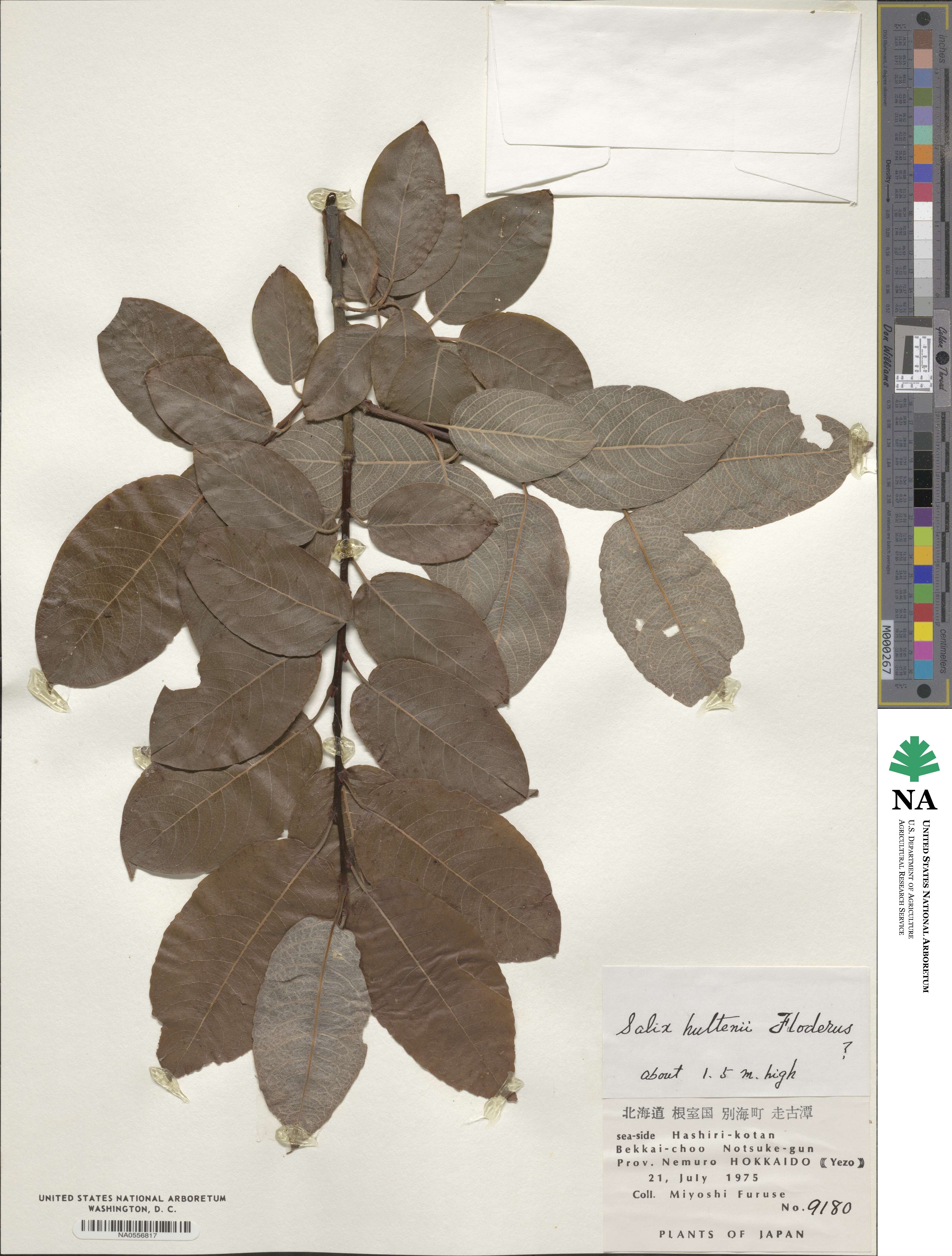 Salix caprea image