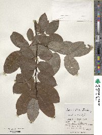 Salix caprea image