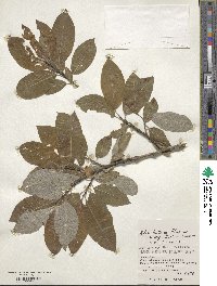 Salix caprea image