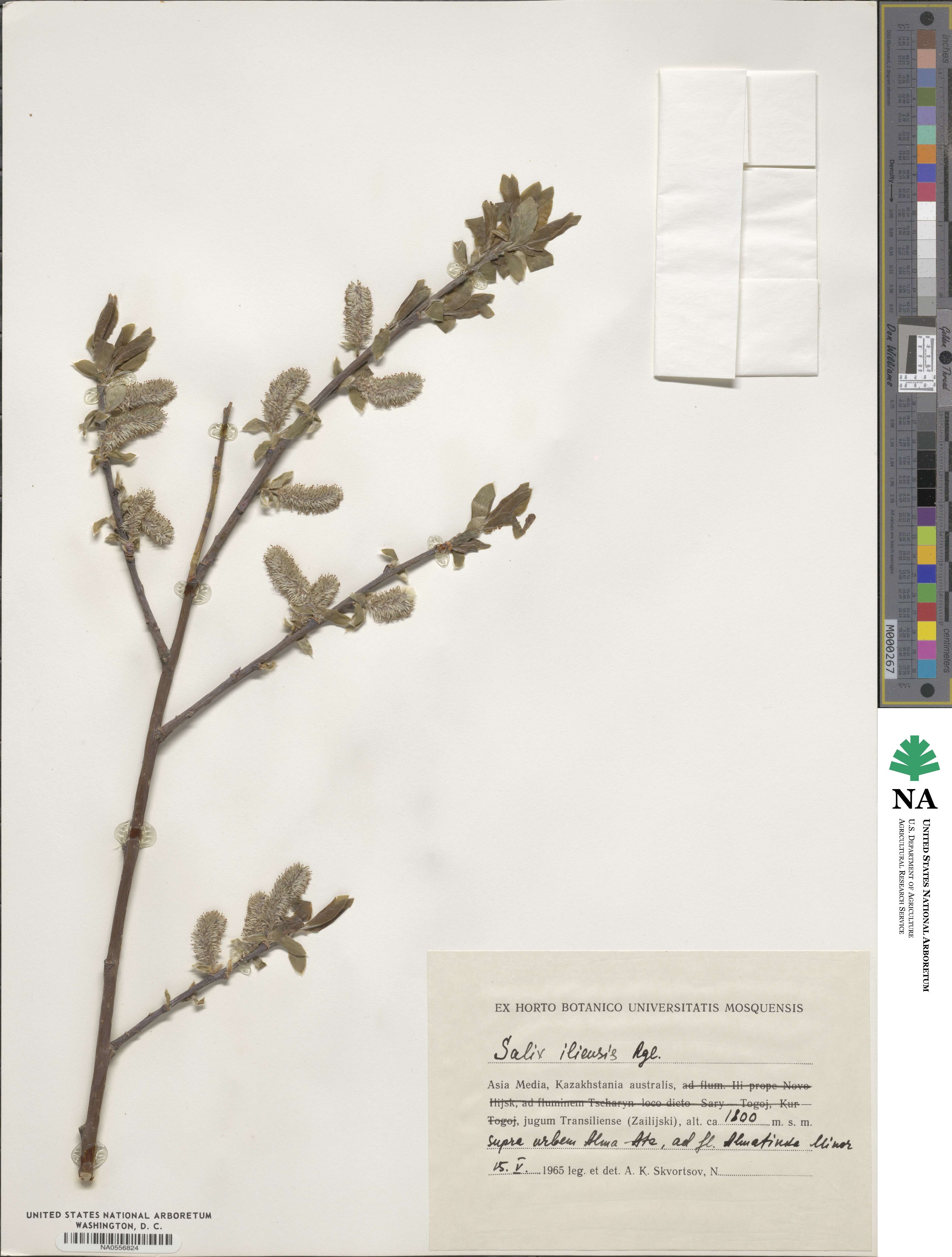 Salix iliensis image