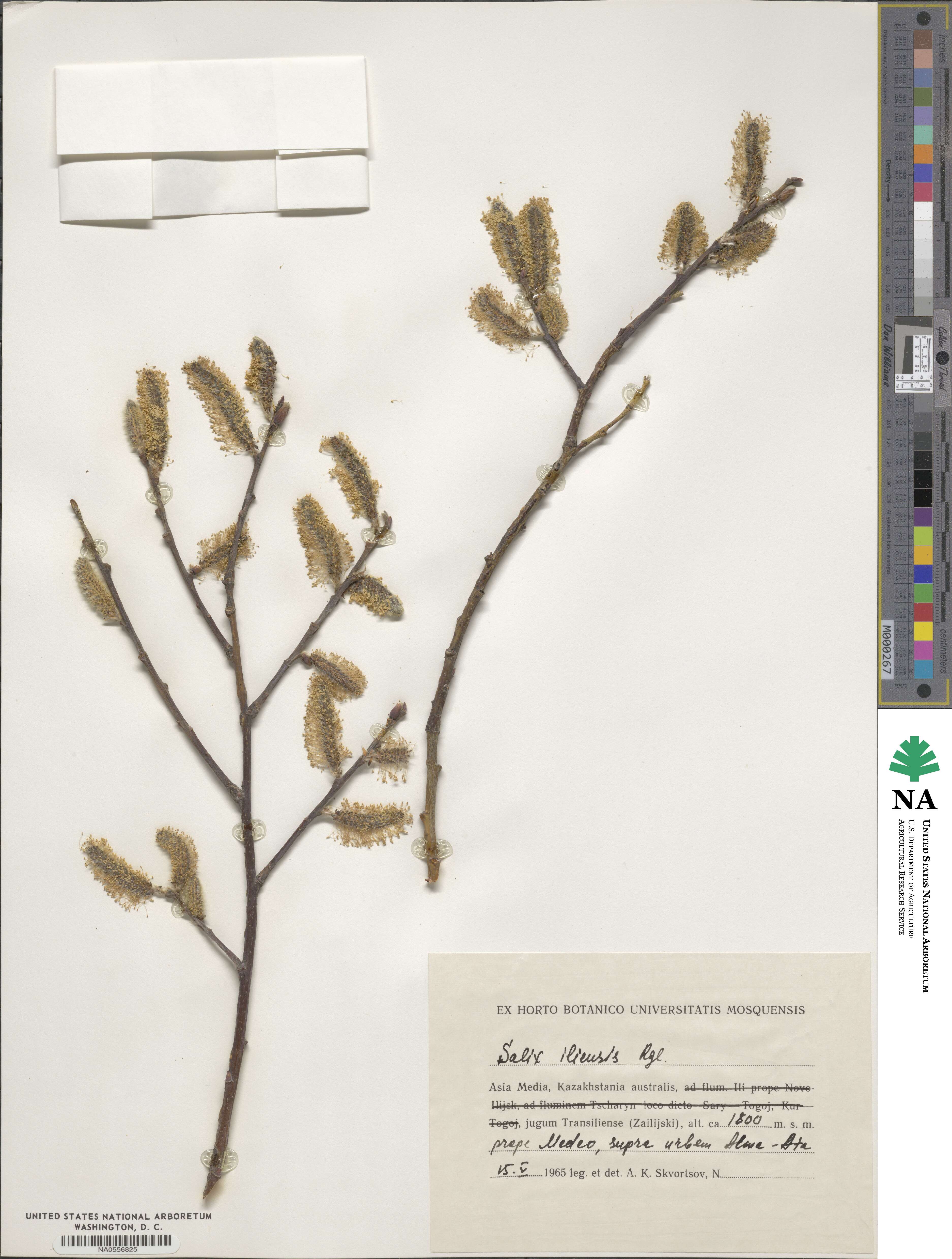 Salix iliensis image