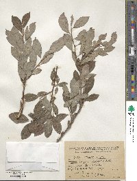 Salix iliensis image