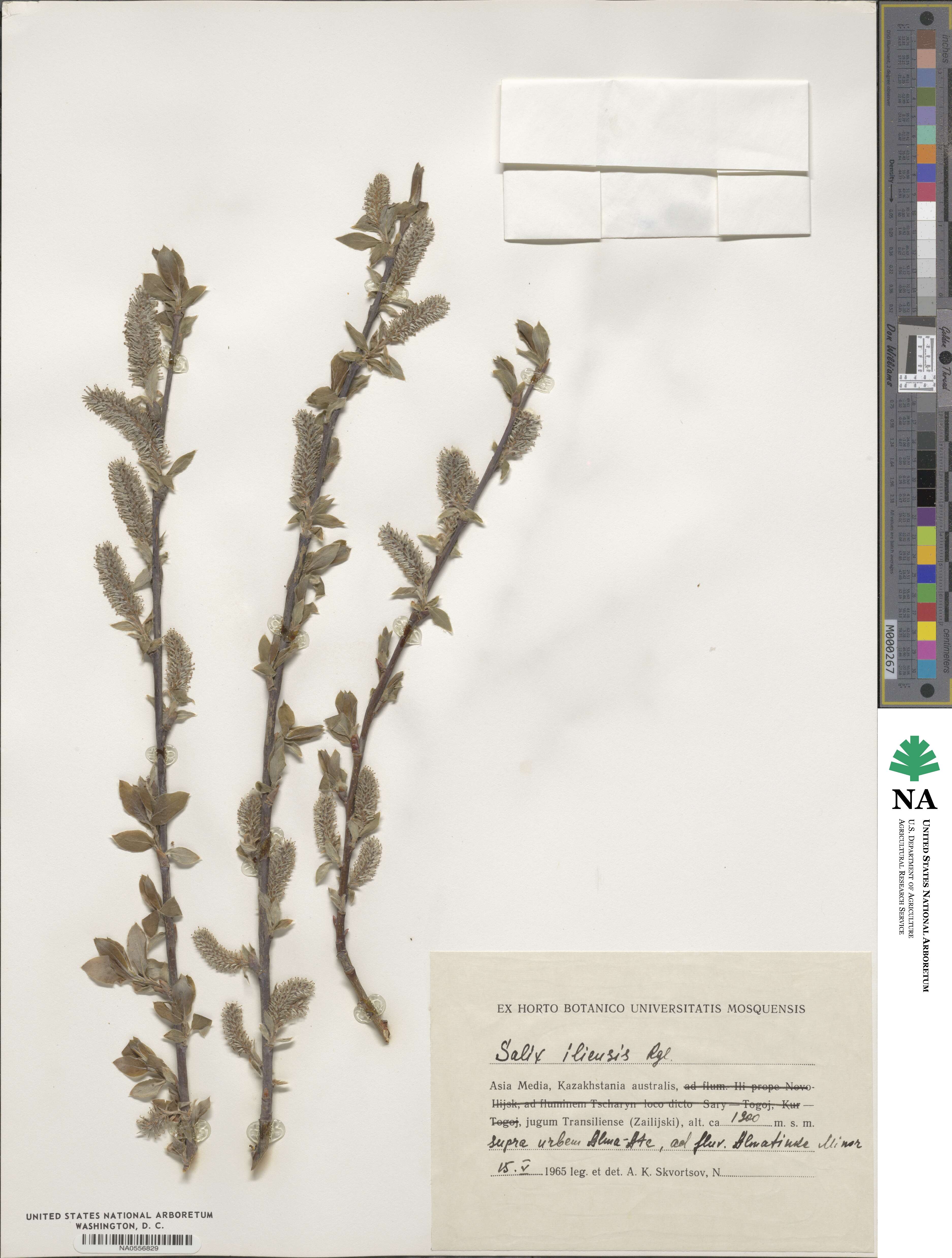 Salix iliensis image