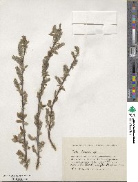 Salix iliensis image