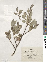 Salix iliensis image