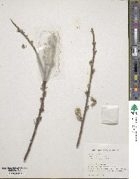 Salix gracilistyla image