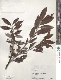 Salix gracilistyla image