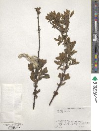 Salix gracilistyla image