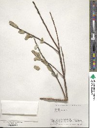 Salix gracilistyla image