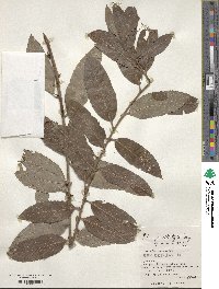 Salix gracilistyla image