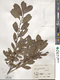 Salix gracilistyla image