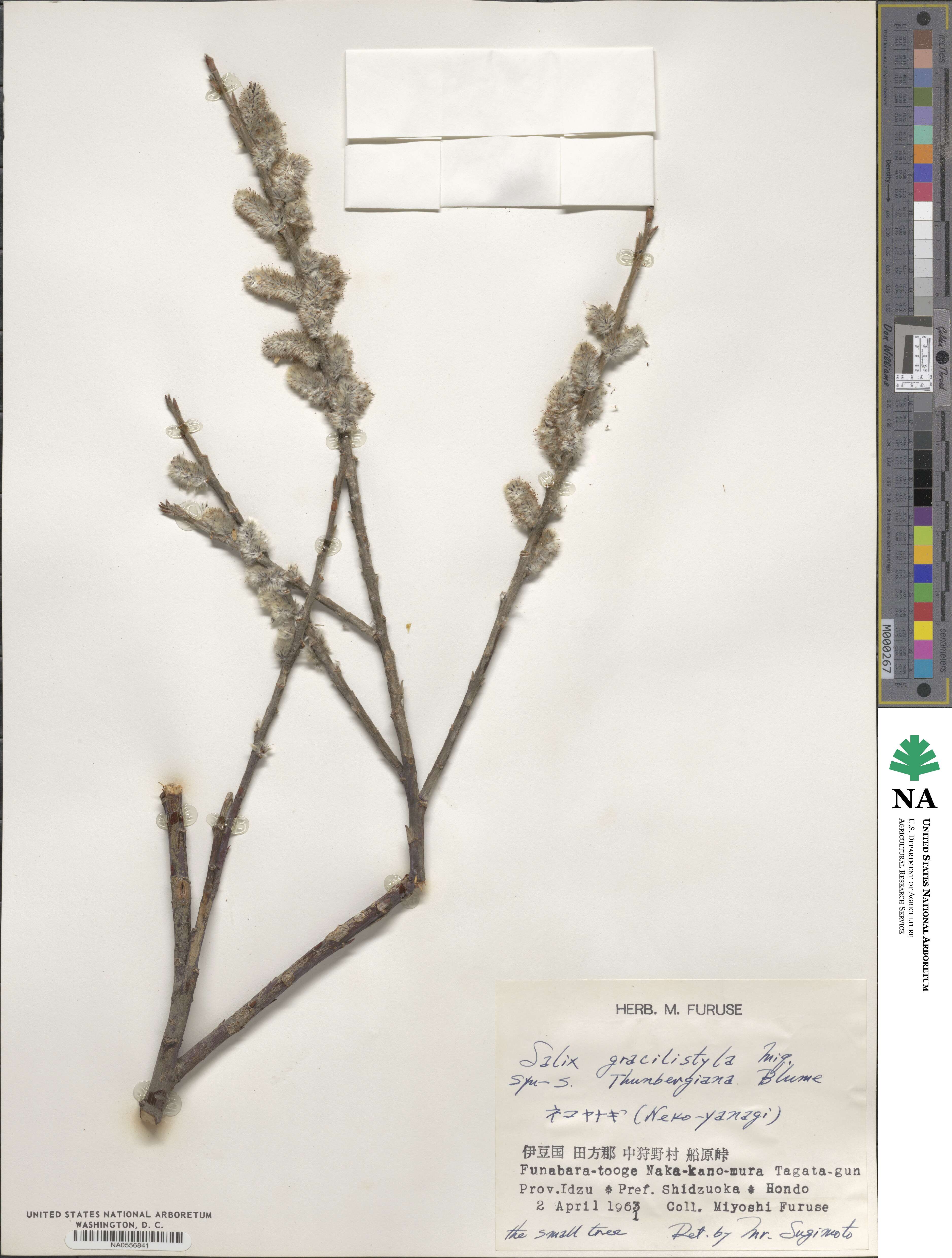 Salix gracilistyla image