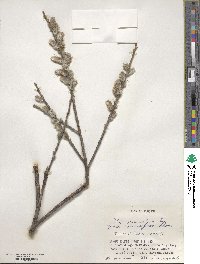 Salix gracilistyla image