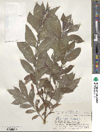 Salix gracilistyla image