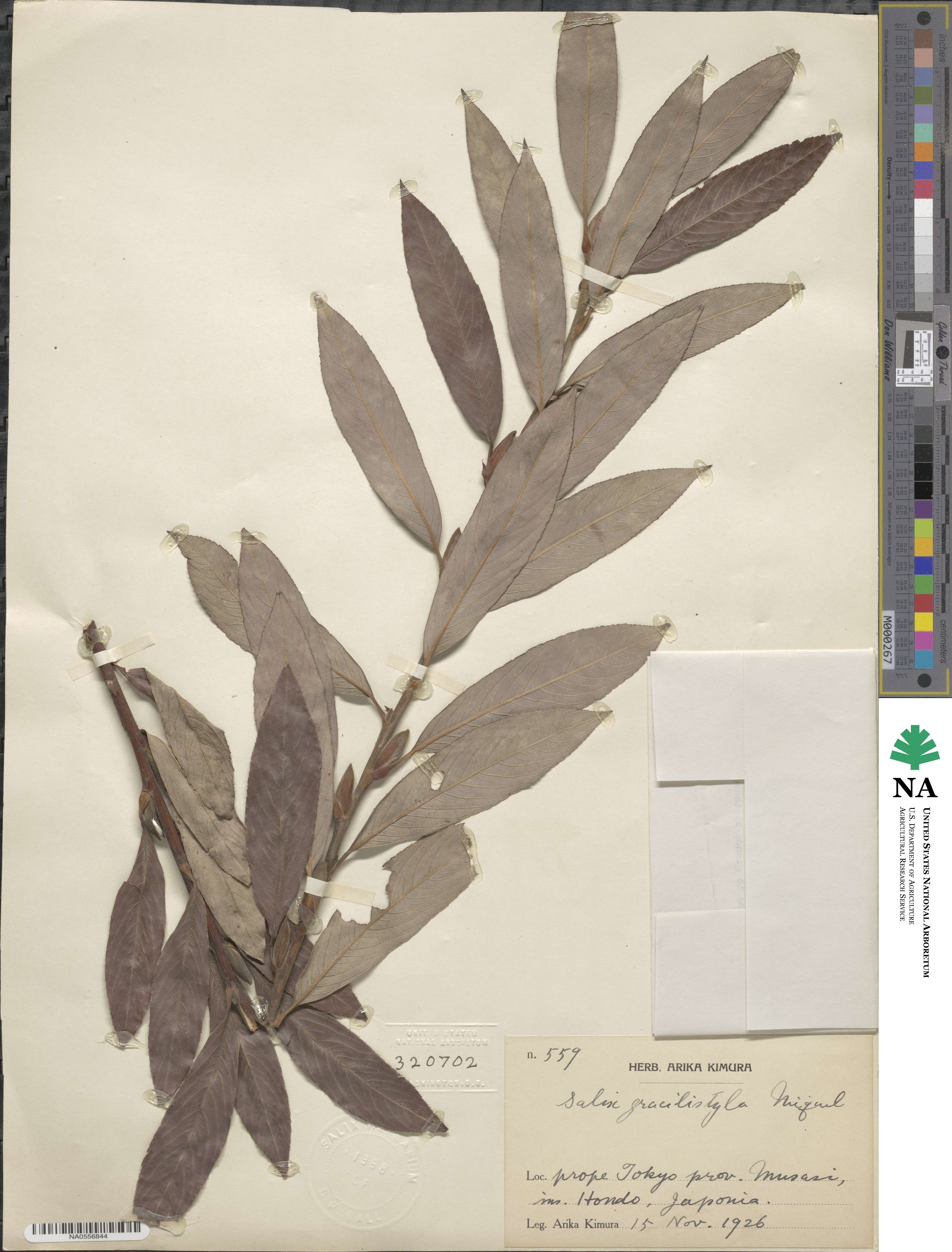 Salix gracilistyla image