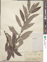 Salix gracilistyla image