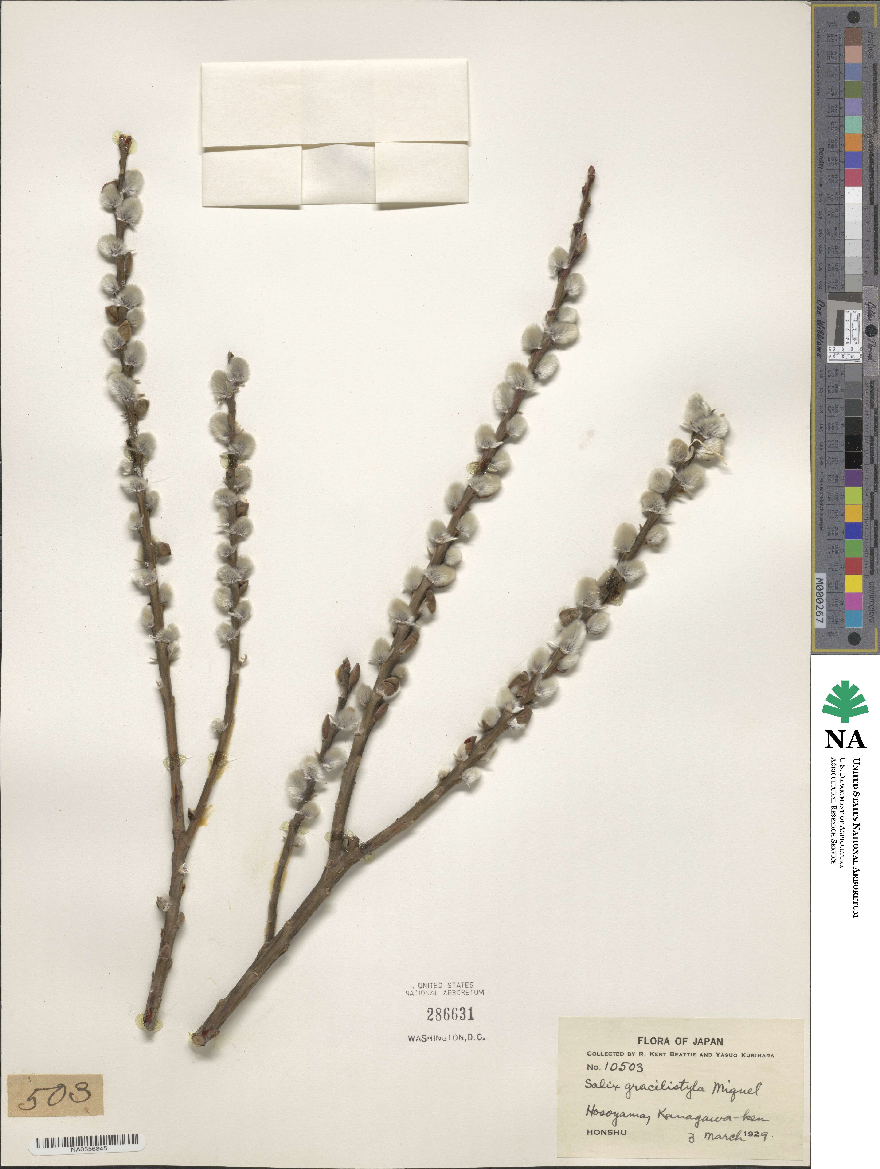 Salix gracilistyla image