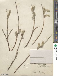 Salix gracilistyla image