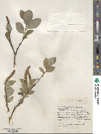 Salix hastata image