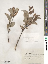 Salix hastata image