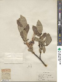 Salix hastata image