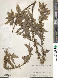 Salix eriocarpa image