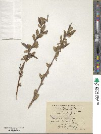 Salix excelsa image