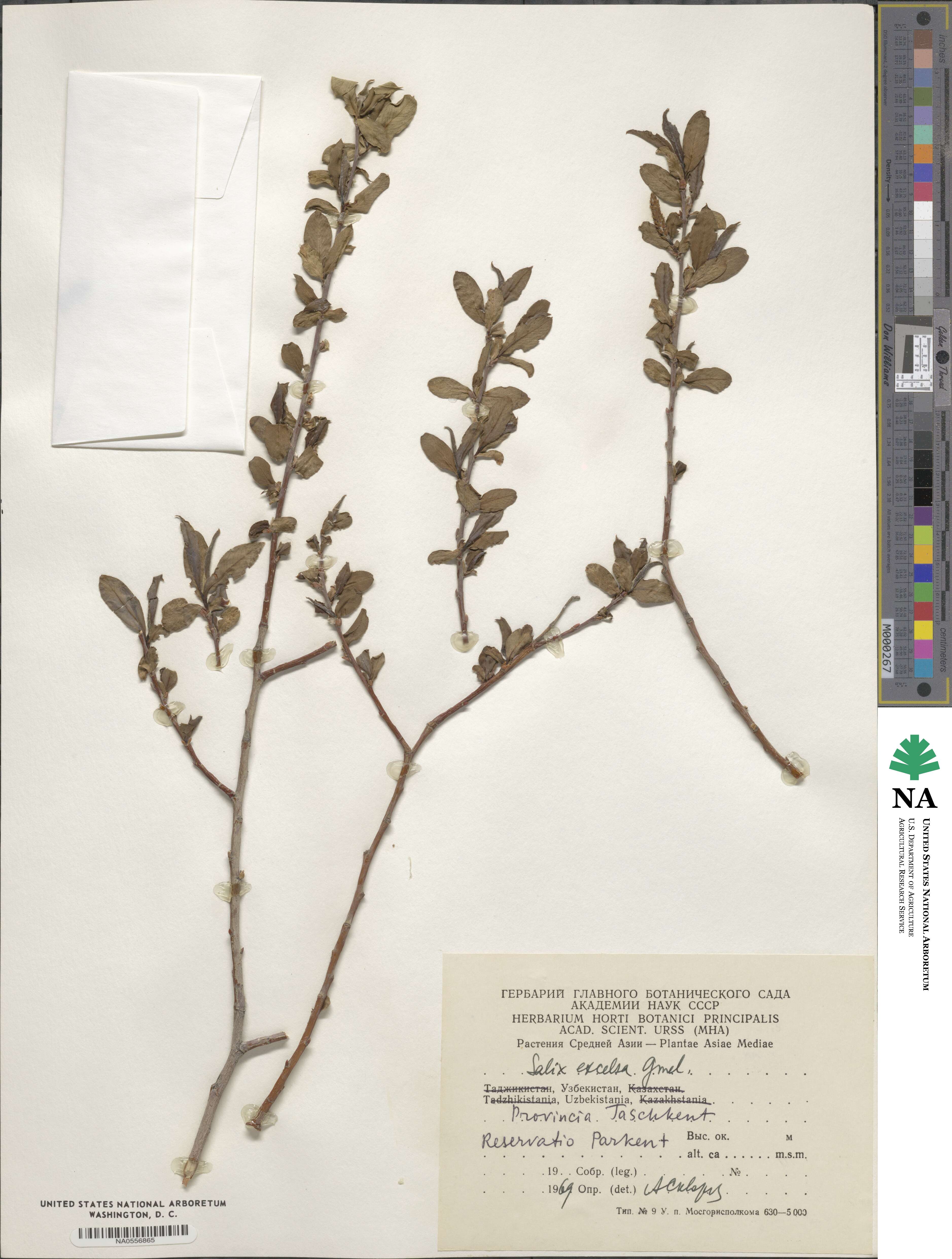 Salix excelsa image