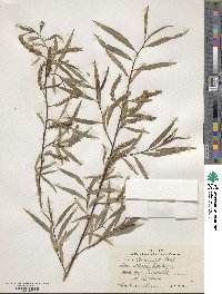 Salix tenuijulis image