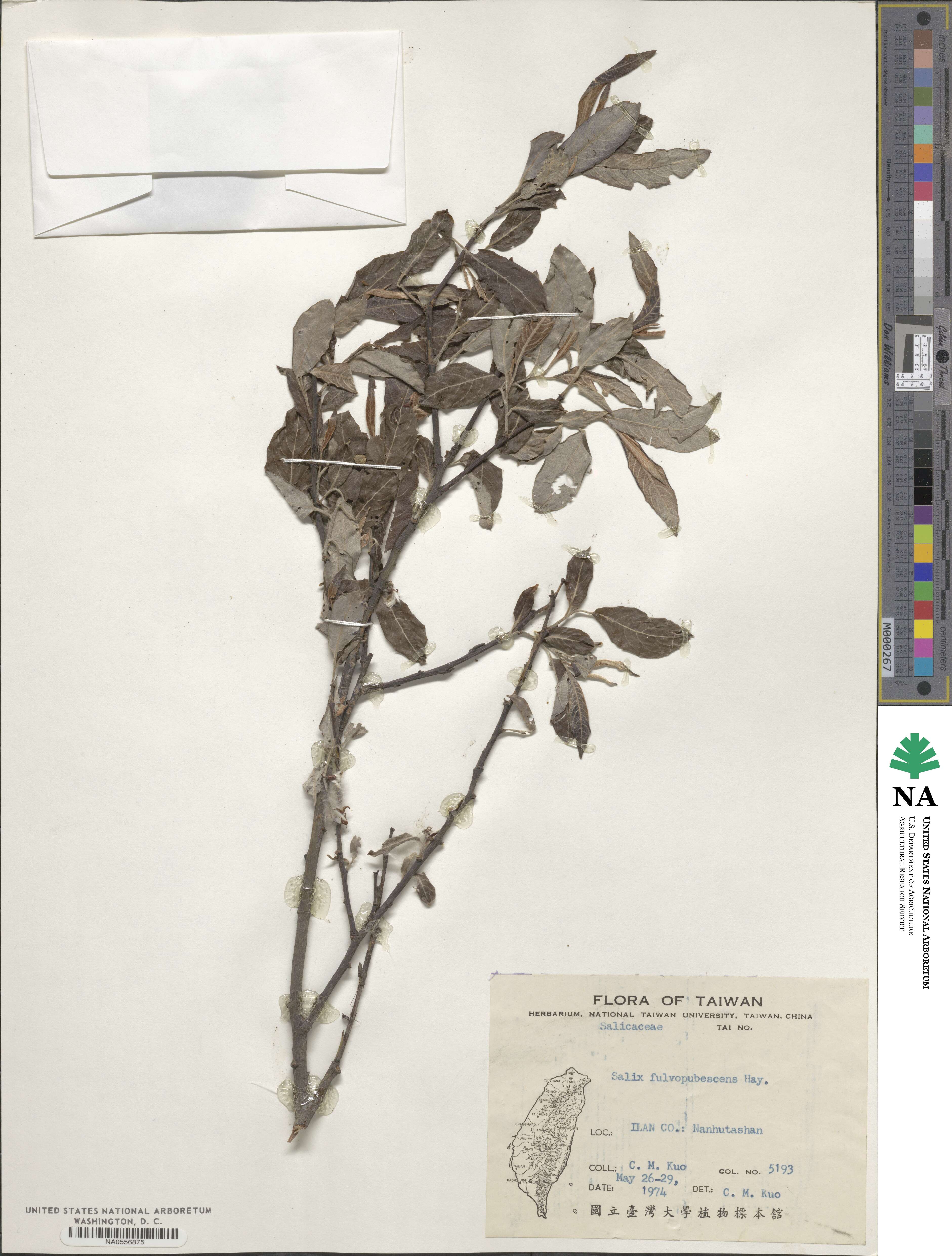 Salix fulvopubescens image