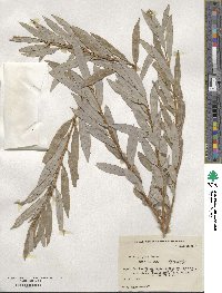 Salix gilgiana image