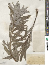 Salix gilgiana image