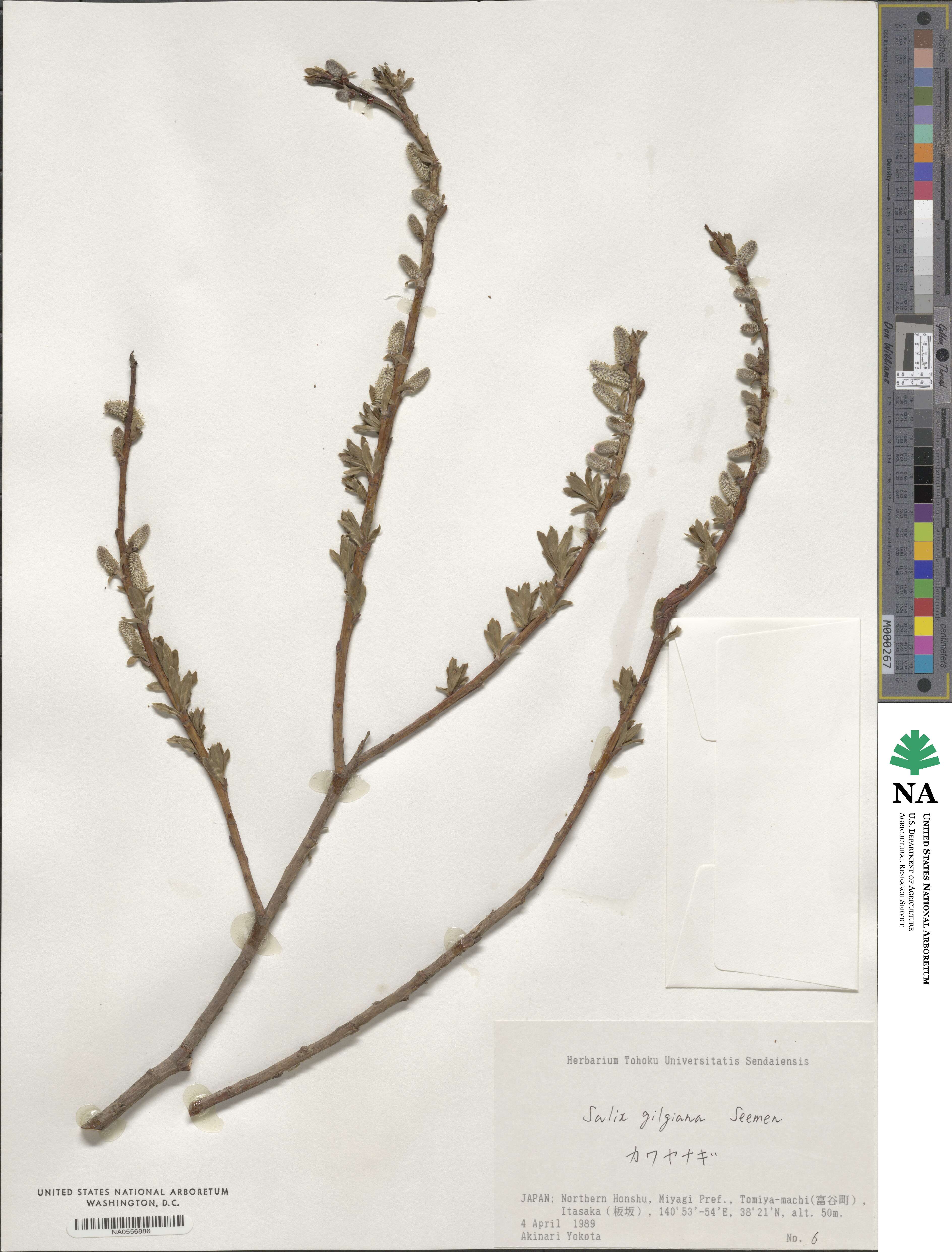 Salix gilgiana image