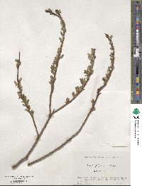 Salix gilgiana image