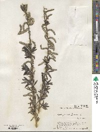 Salix gilgiana image