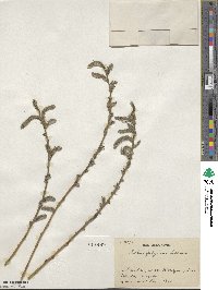 Salix gilgiana image