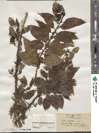 Salix chaenomeloides image