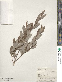 Salix cinerea image