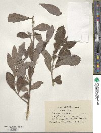 Salix cinerea image