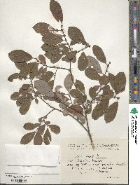 Salix cinerea image