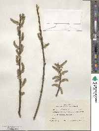 Salix cinerea image