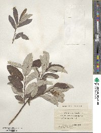 Salix cinerea image