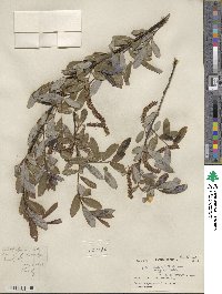 Salix denticulata image