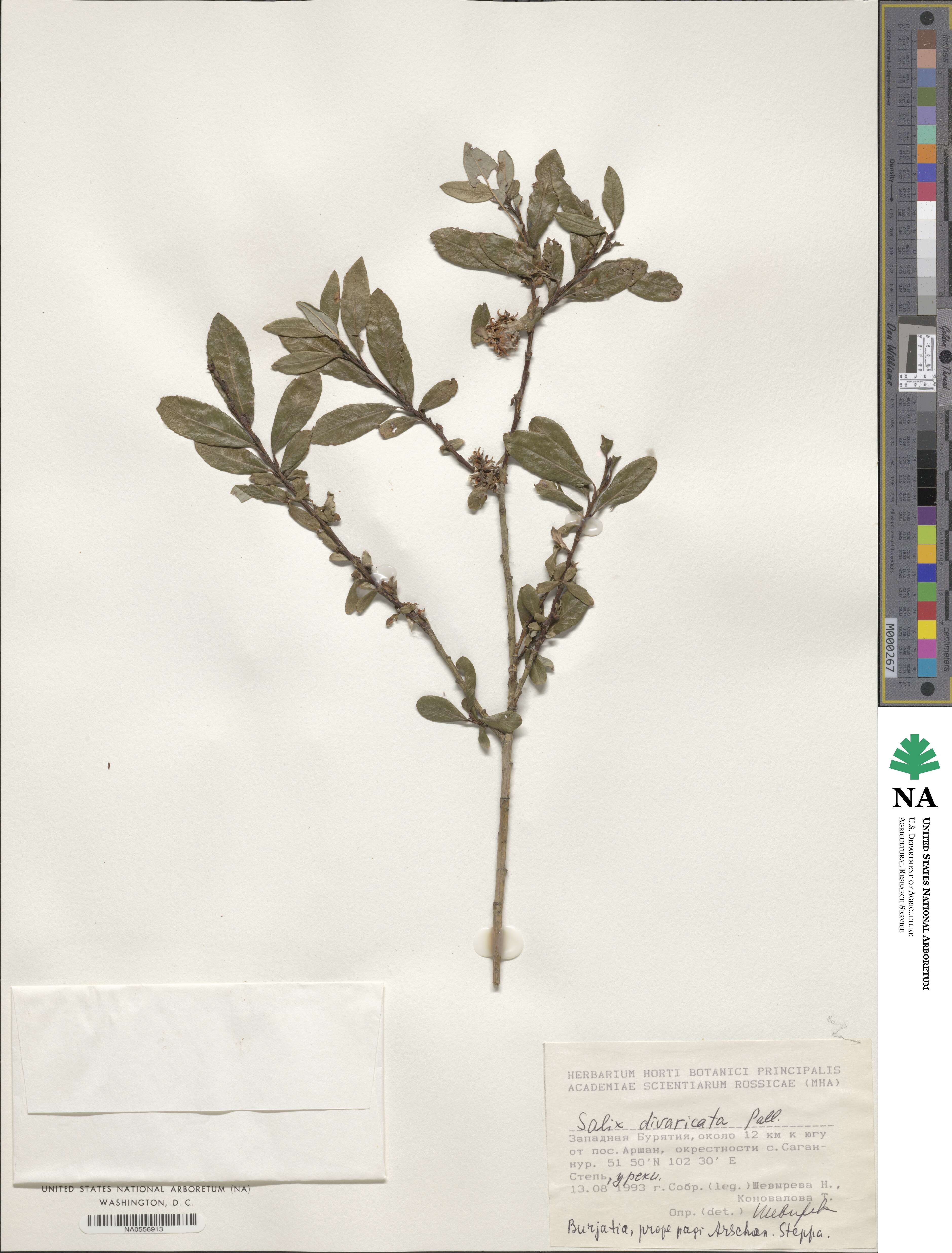 Salix divaricata image