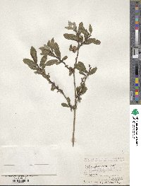 Salix divaricata image